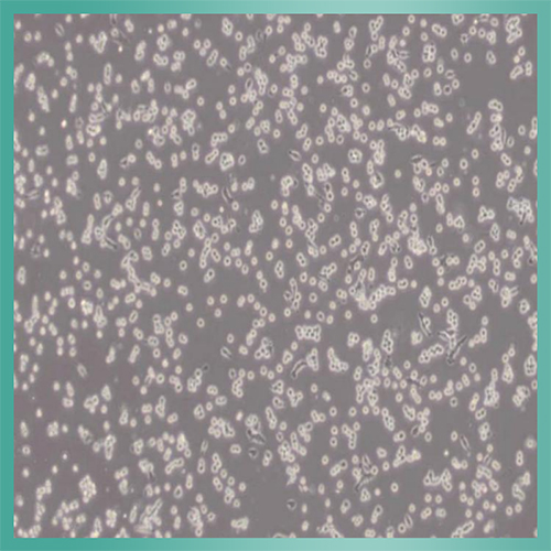 BNL CL.2细胞_小鼠胚胎肝细胞