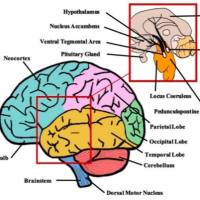 帕金森/神经系统疾病模型构建/药效服务