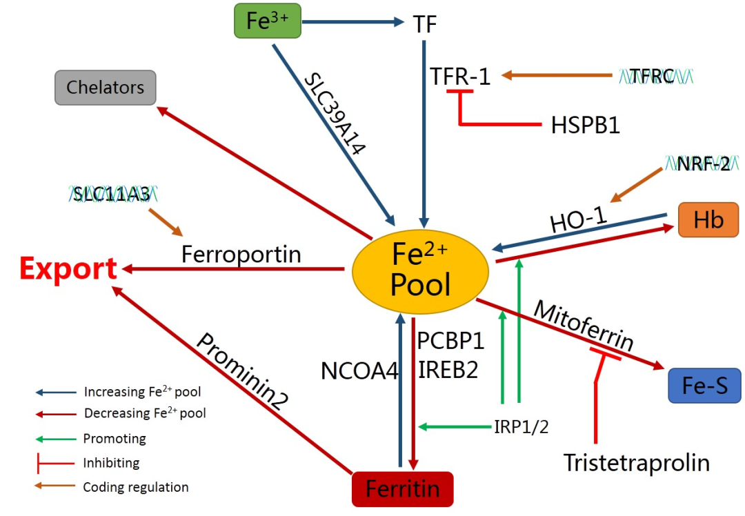 过犹不及”——铁代谢对铁死亡的调控