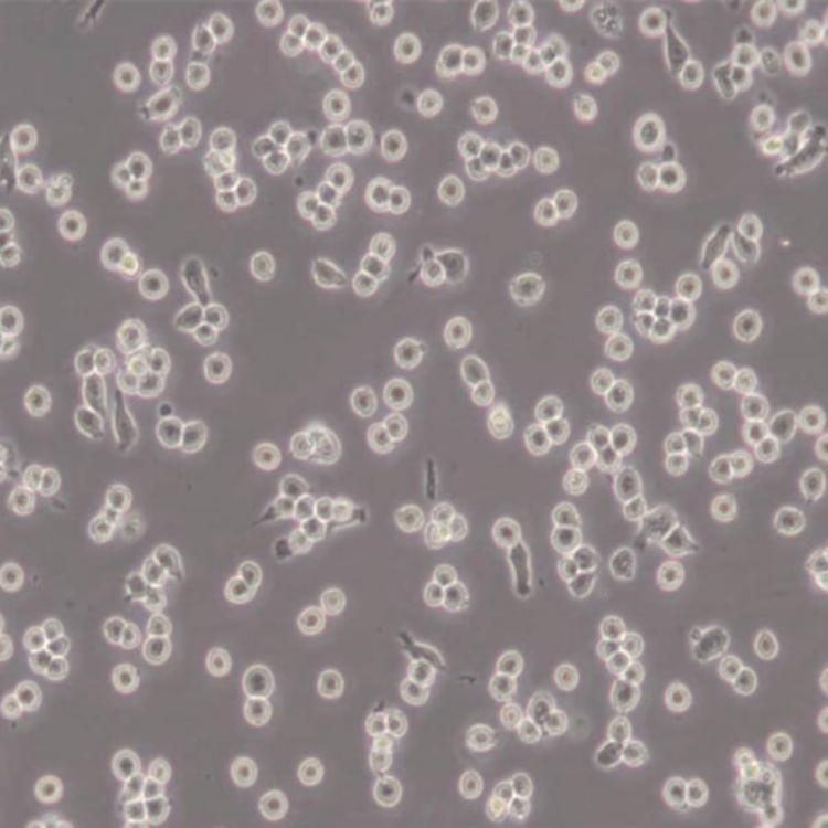 C3H/10T1/2, Clone 8细胞_小鼠胚胎成纤维细胞