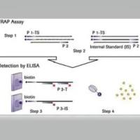 Roche罗氏 12209136001 TeloTAGGG™ 端粒酶PCR ELISAPLUS，TeloTAGGG™ Telomere Length Assay(Roche)