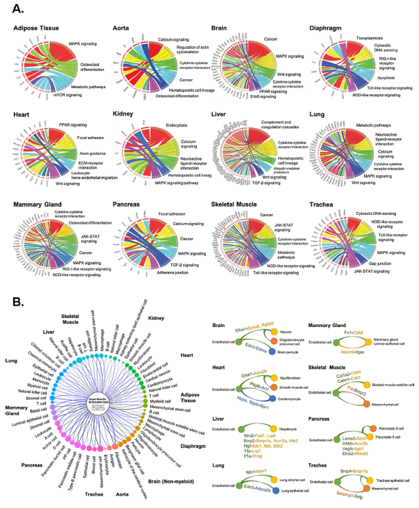 【IF=39.9】如何只运用开源数据发表高分单细胞文章？