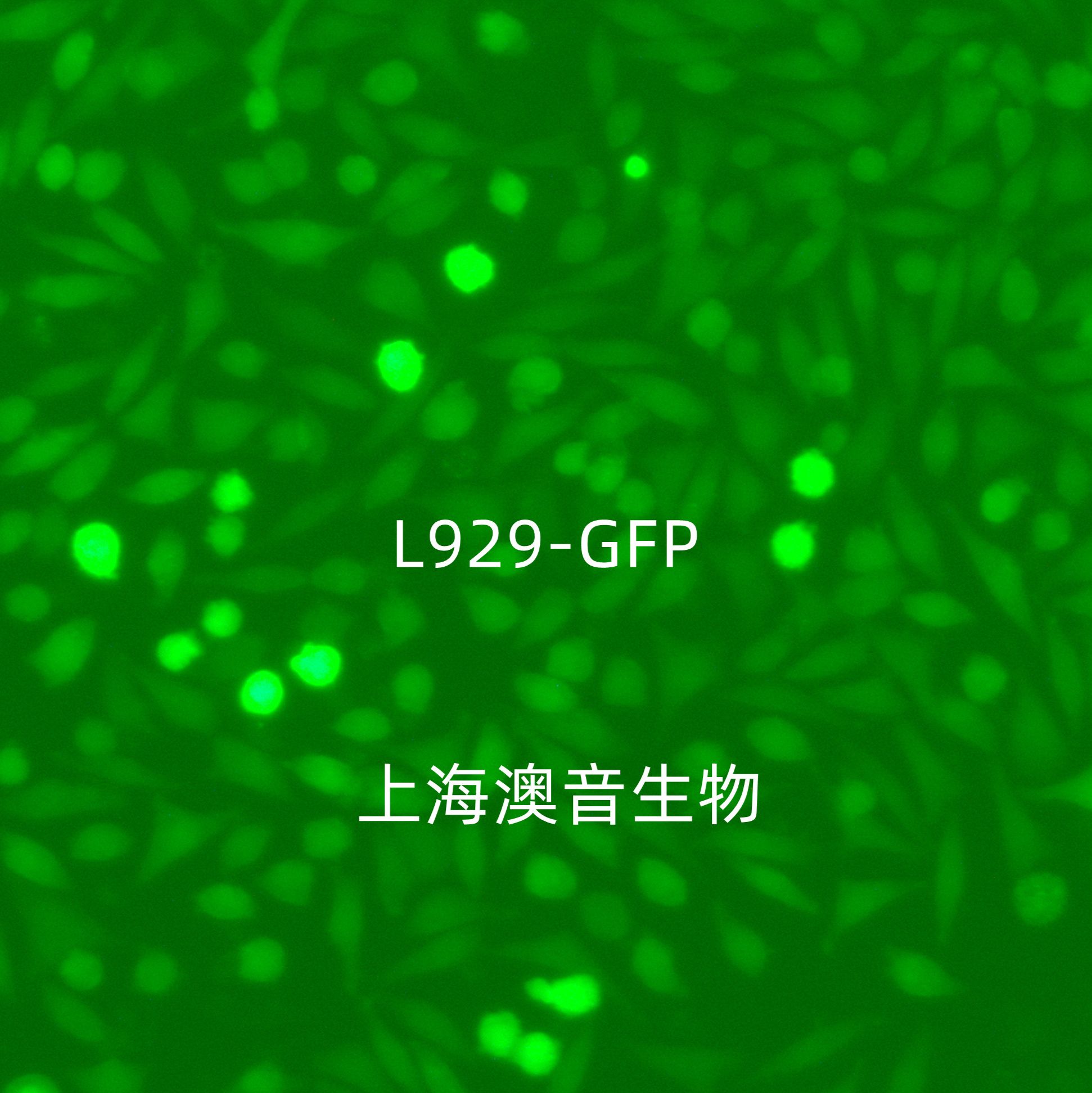 L-929-GFP绿色荧光蛋白标记的小鼠成纤维细胞