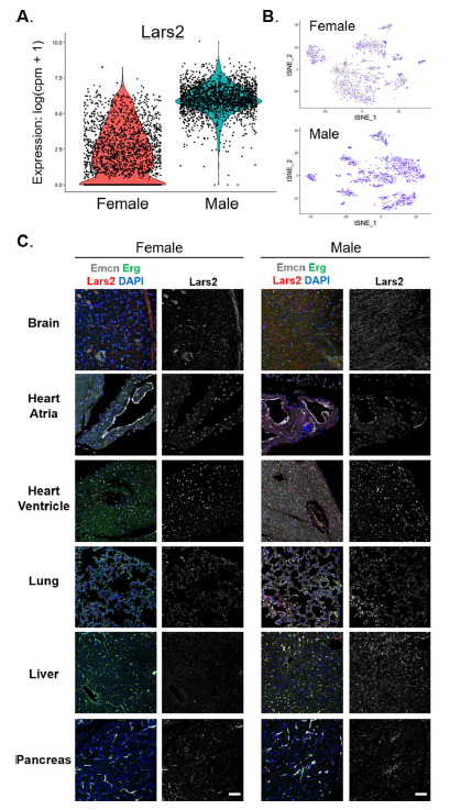 【IF=39.9】如何只运用开源数据发表高分单细胞文章？