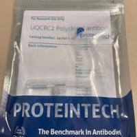 HumanKine recombinant human IFN gamma protein