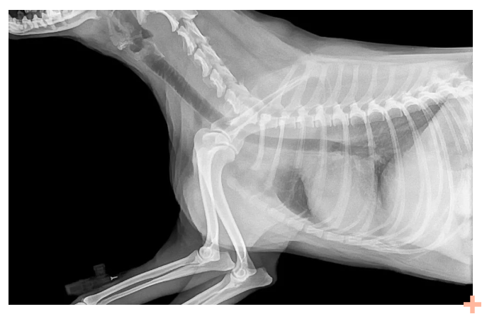 碘化钠——特别的无机碘造影剂