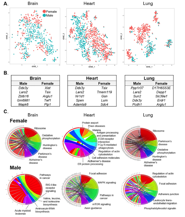 【IF=39.9】如何只运用开源数据发表高分单细胞文章？