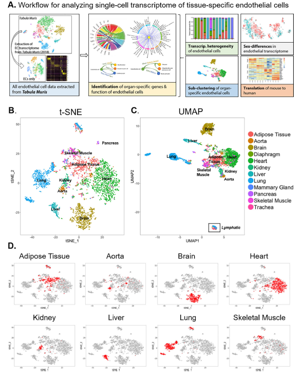 【IF=39.9】如何只运用开源数据发表高分单细胞文章？