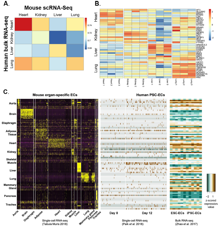 【IF=39.9】如何只运用开源数据发表高分单细胞文章？