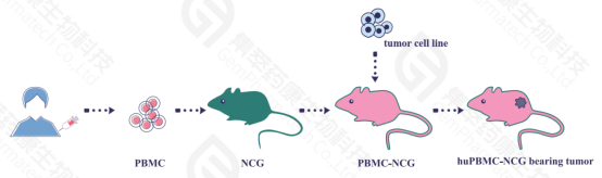 免疫重建好伙伴——集萃药康NCG家族各显神通
