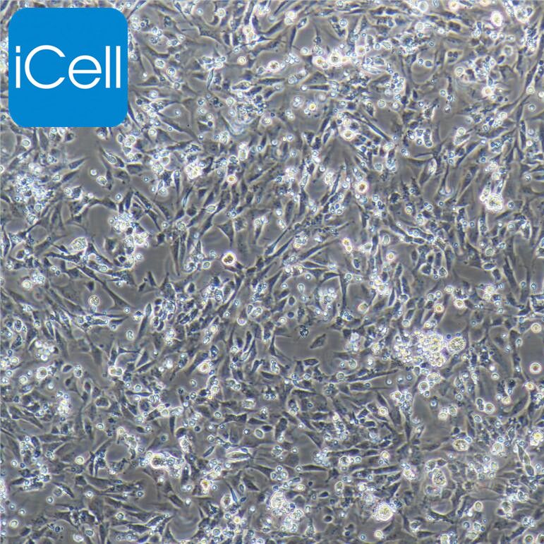 鸡真皮成纤维细胞   免疫荧光鉴定 镜像绮点（Cellverse）