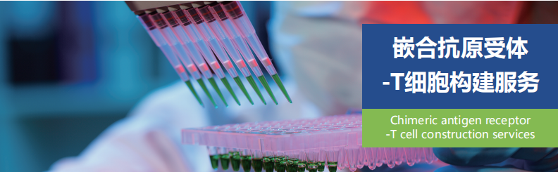 艾柏森期待与您牵手，我们将竭诚以待，为您提供完美的一站式CAR-T细胞科研服务。