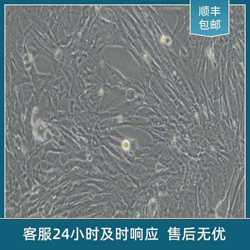 B16-F10细胞_小鼠皮肤黑色素瘤细胞