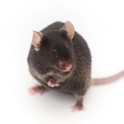 B6-IL10 KO 小鼠模型 疾病模型 基因敲除小鼠