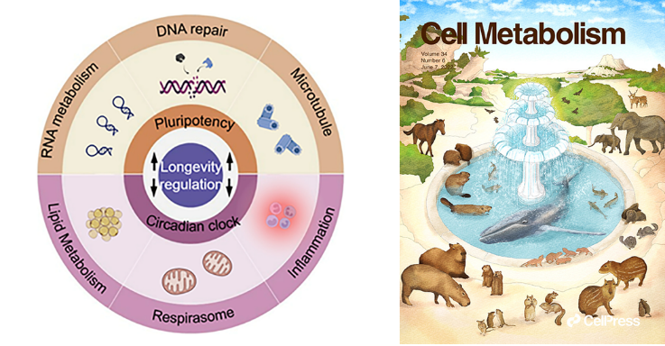 Cell Metabolism：刘光慧 曲静评述长寿通路研究新发现 丁香实验