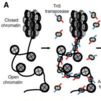 单细胞ATAC测序服务（single cell ATAC sequencing)