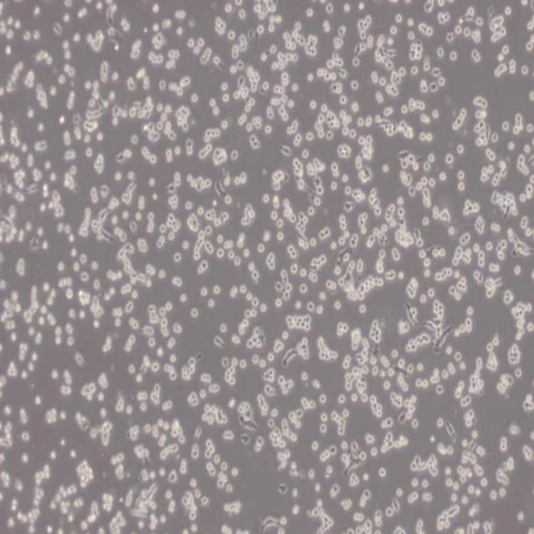 L6565细胞_小鼠白血病克隆细胞系