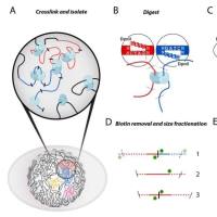 Hi-C：三维表观基因组学揭示DNA-DNA相互作用