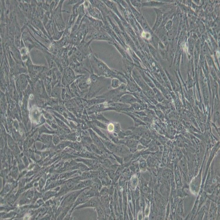 MEL小鼠红白血病细胞
