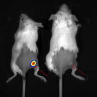 小动物活体成像实验