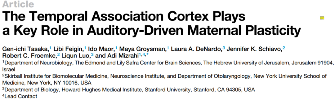 【文献解读】颞叶联合皮层在听觉触发的母体可塑性中的重要作用