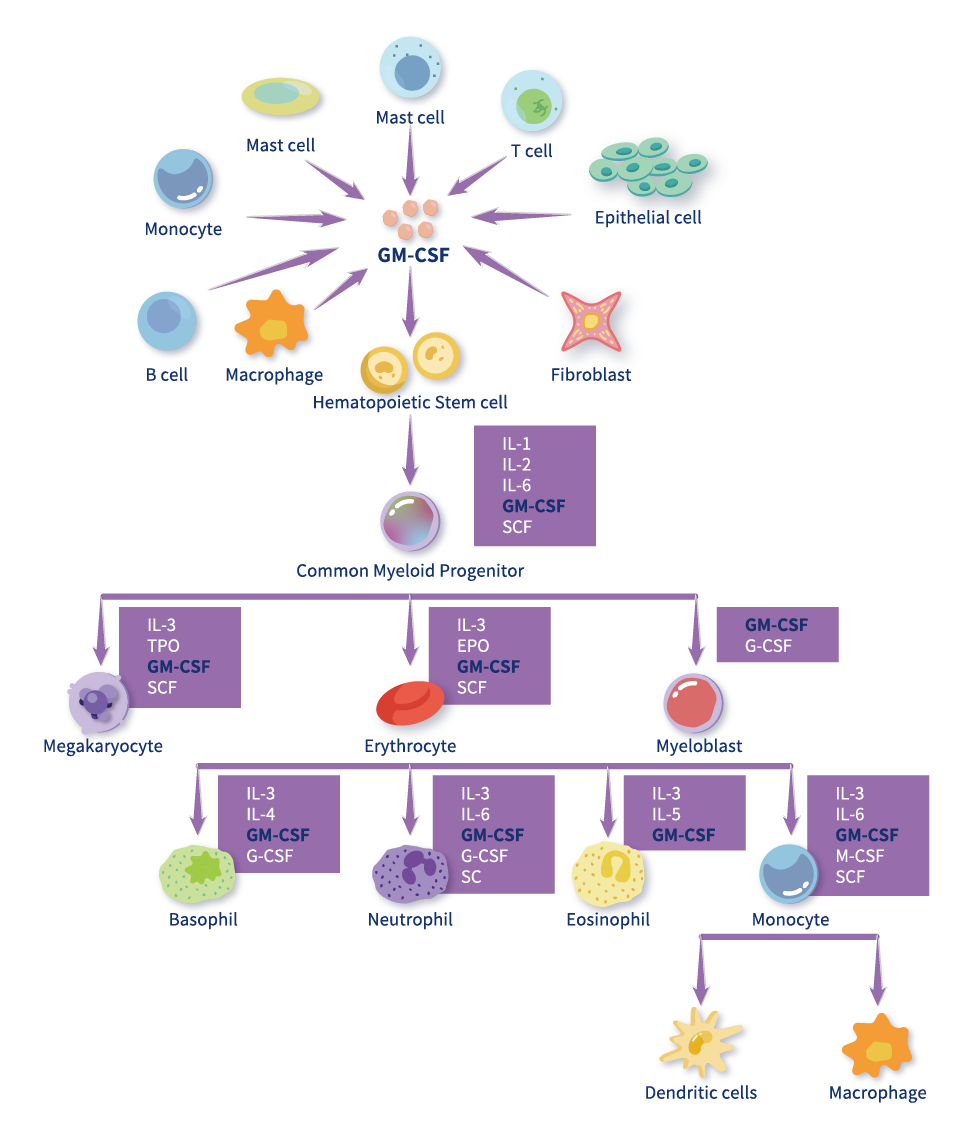 细胞因子之集落刺激因子简述