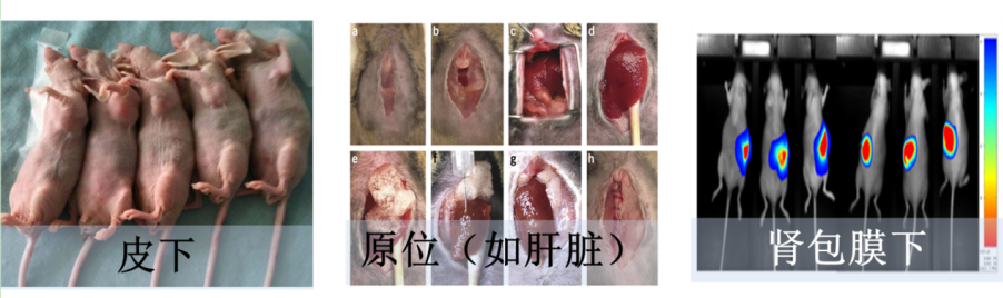 CDX动物模型构建