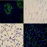 TUNEL细胞凋亡检测服务