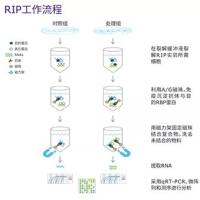 RIP（RNA 结合蛋白免疫沉淀）