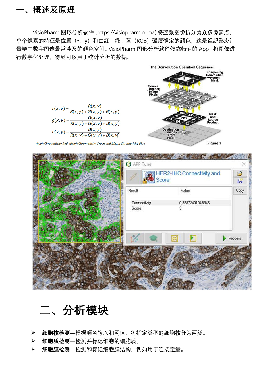 组织芯片扫描结果分析