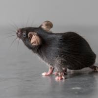 CAG-hACE2-IRES-Luc-Tg