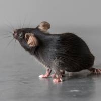 Cd8a-IRES-DTRGFP/Cd8a-IRES-Luc-2A-EGFP