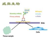 组织芯片免疫组化(IHC)检测服务