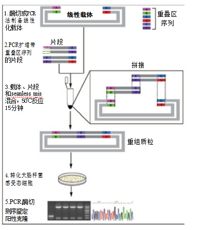 BM无缝克隆试剂盒