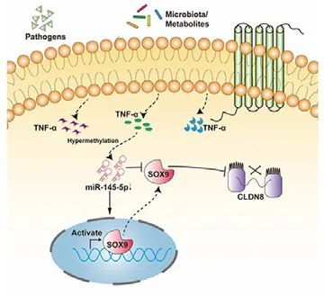 IF11+客户文章丨miR-145启动子介导的SOX9-CLDN8通路的高甲基化调节克罗恩病的肠粘膜屏障