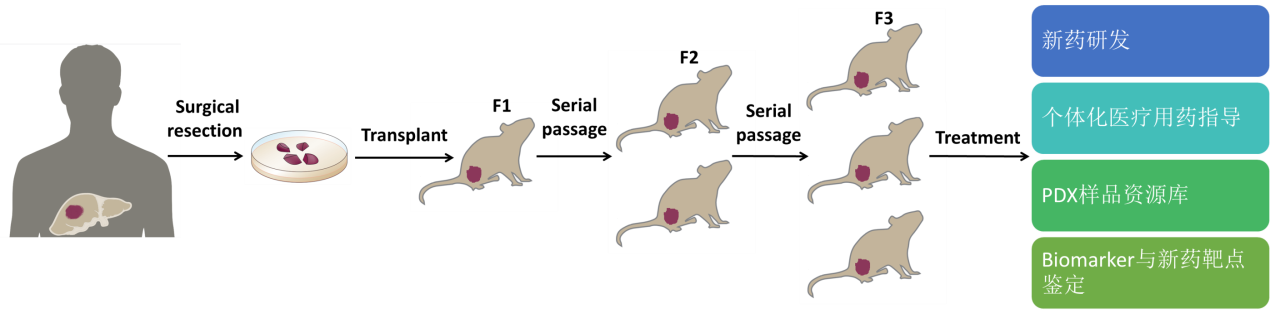 PDX动物模型构建