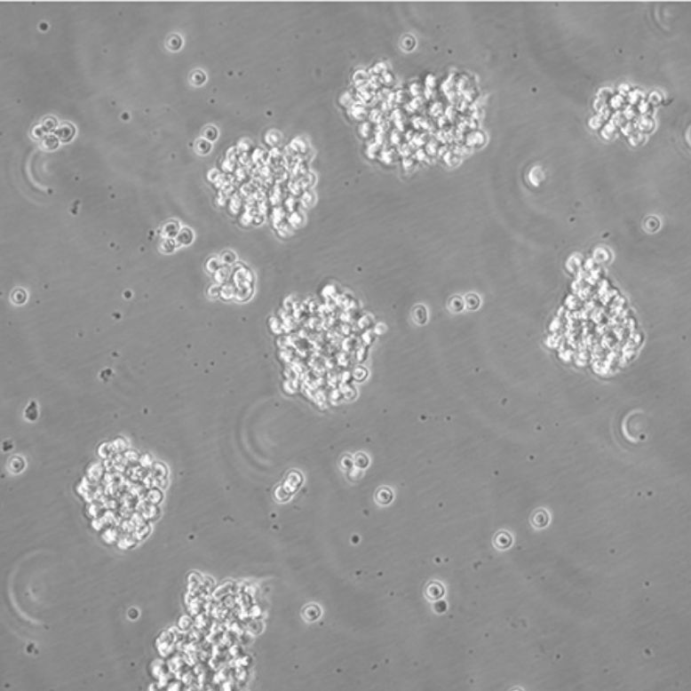 Raji细胞 P1-Raji细胞 GM04671细胞ATCC CCL-86标准Burkitt's淋巴瘤细胞株