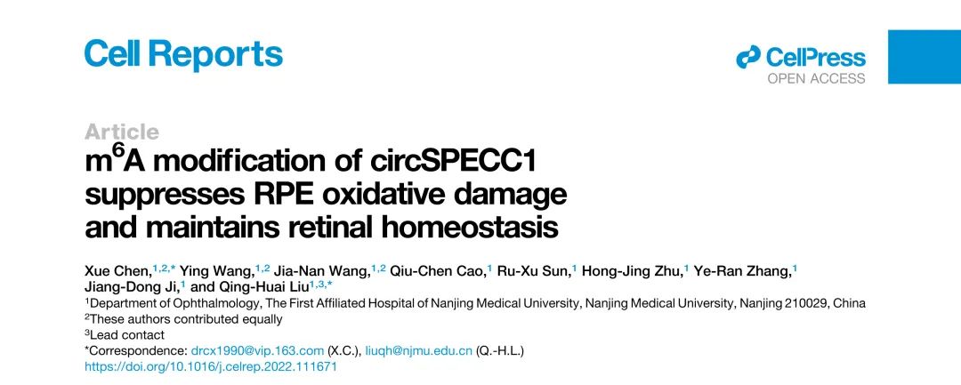 Cell Reports丨circSPECC1的m6A修饰可抑制RPE氧化损伤并维持视网膜内稳态