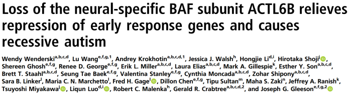 【文献解读】神经特异性BAF亚基ACTL6B的丢失与诱发自闭症研究进展