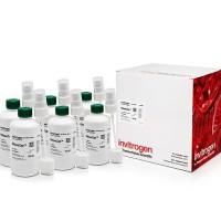 Invitrogen™ AM9782 RNaseZap™ RNase 去污溶液