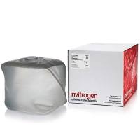 Invitrogen™ AM9784 RNaseZap™ RNase 去污溶液