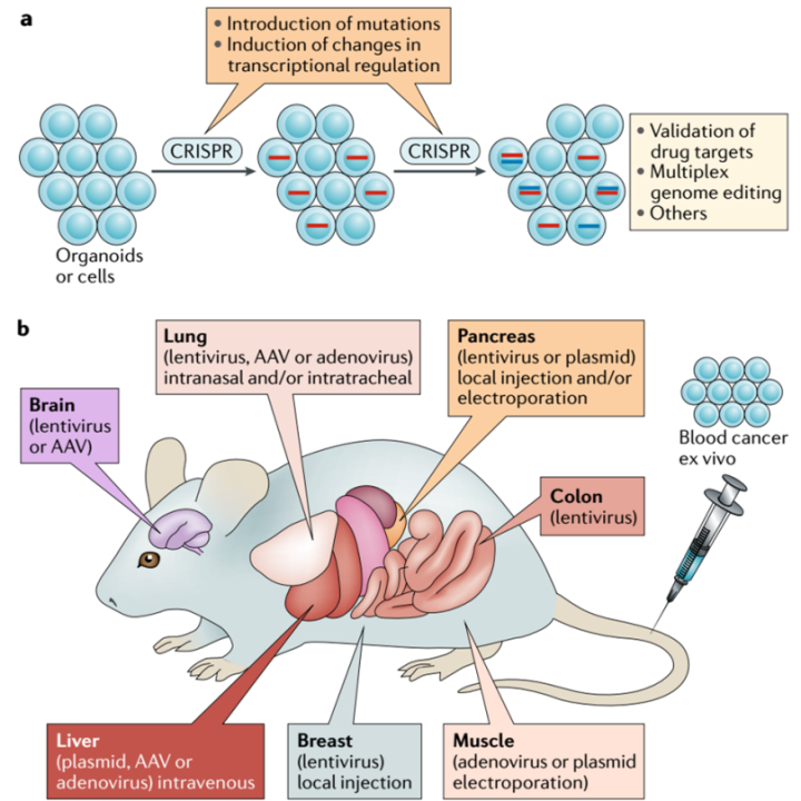 利用CRISPR基因编辑技术建立肿瘤动物模型