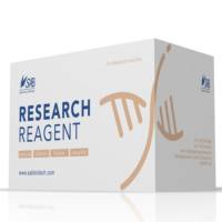 Annexin V-APC/PI双染细胞凋亡检测试剂盒