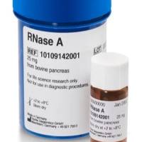 Roche 罗氏10109169001 RNase A