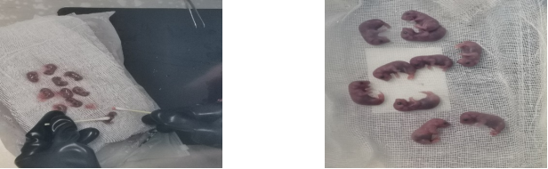 CD3e 基因敲除小鼠的净化保种研究