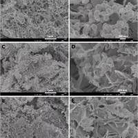 外泌体western鉴定