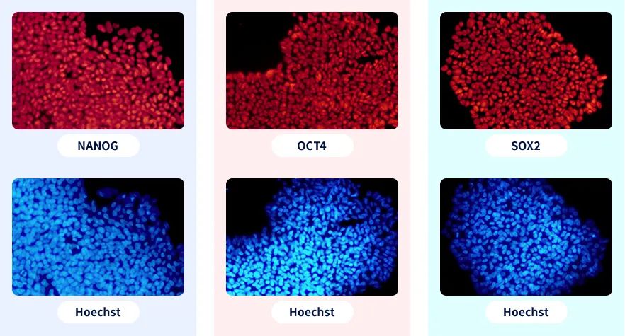 iPSC体外疾病模型研究平台上线啦！助力开启细胞与基因治疗新时代
