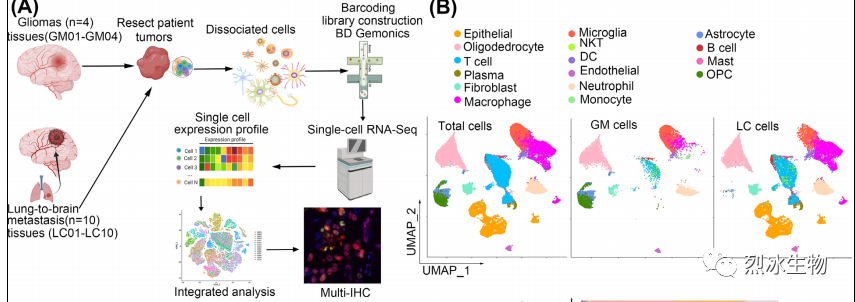 【烈冰助力】神经胶质瘤和肺癌脑转移的单细胞肿瘤微环境解析