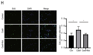 【IF=41.444】RNA-seq助力海军军医大学/上海九院团队构建更安全的基因编辑系统！