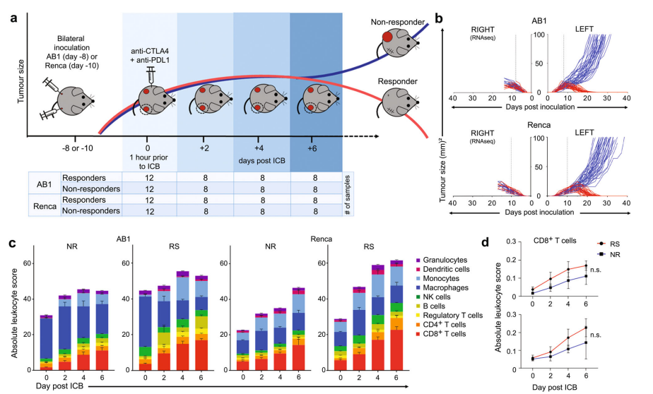 【文献解读】单细胞技术助力阐明免疫检查点阻断（ICB）机制